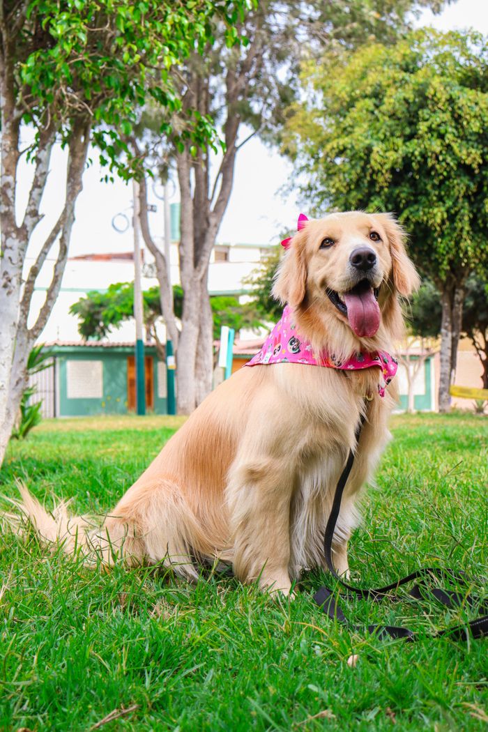 gallery-2 Happy golden retriever wearing a bandana sitting on lush green grass in a sunny park